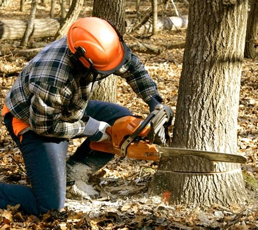 Tree Removal in Crawford, GA